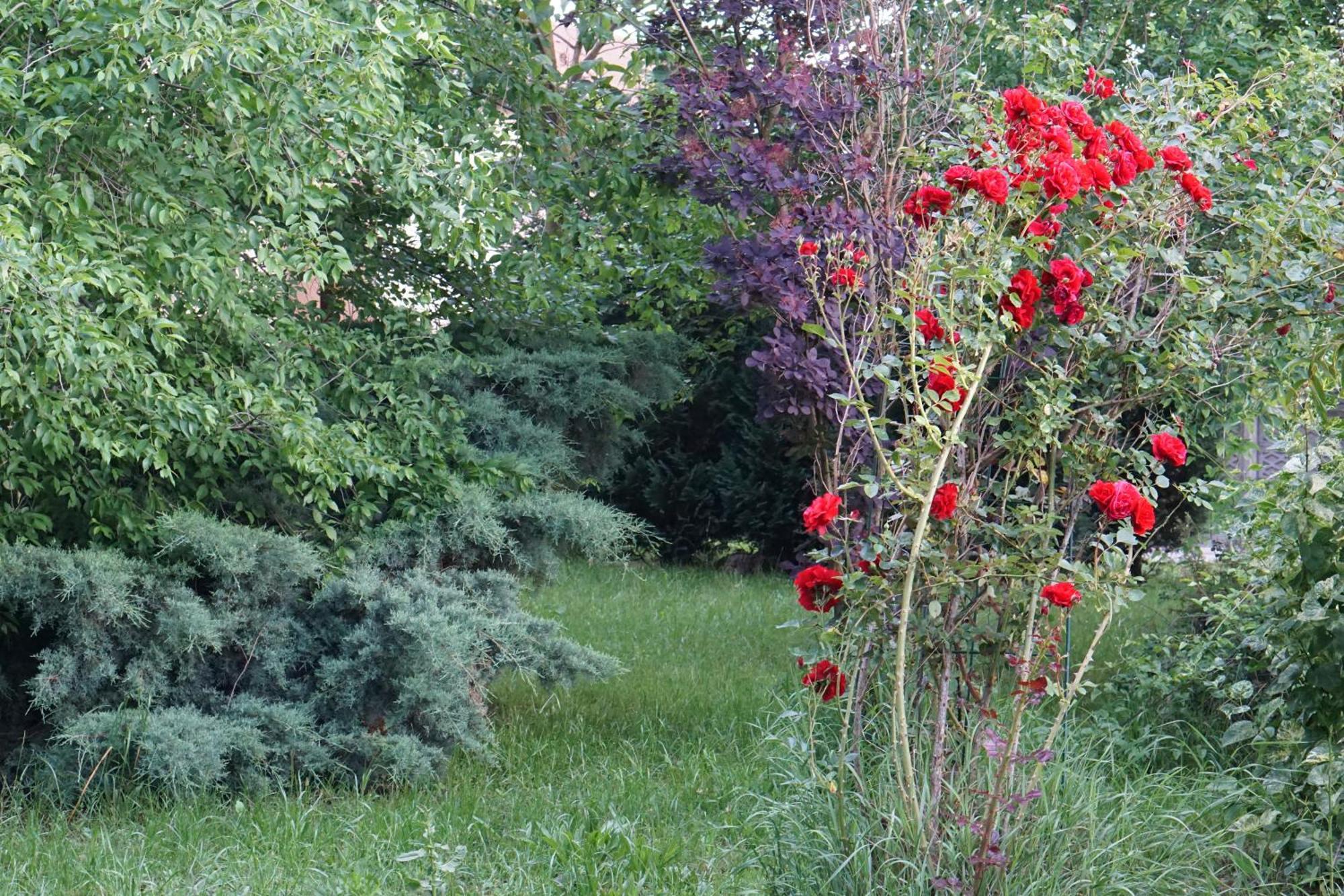 Villa Hanna'S Garden - Mintia Esterno foto